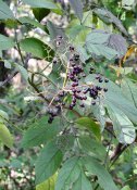 Sambucus_nigra_subsp_canadensis_-_Indiana