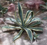 Agave_americana_a-m