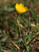 Ranunculus_bulbosus