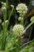 800px-Allium_hookeri_var._muliense