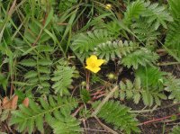 Zilverschoon_plant_Potentilla_anserina