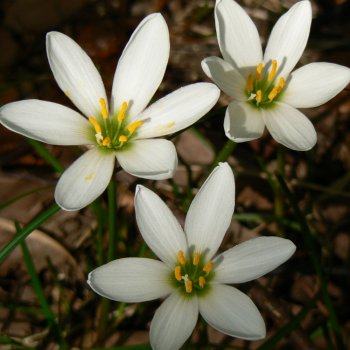 Zephyranthes_candida_Osaka