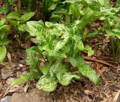 1024px-Cuckoo_Pint_Arum_italicum_Young_Plant_2874px