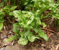 1024px-Cuckoo_Pint_Arum_italicum_Young_Plant_2874px
