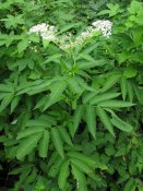 800px-Sambucus_chinensis_1