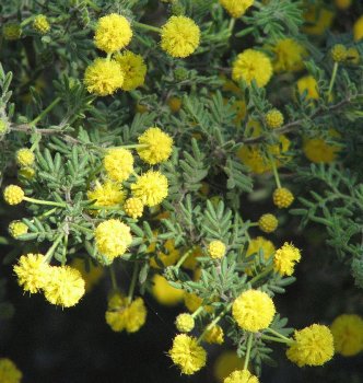 800px-Acacia_plicata