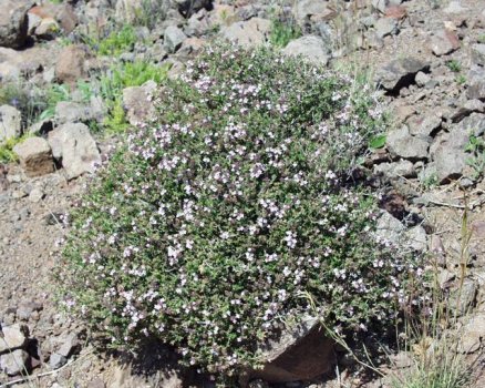 Thymus_vulgaris1