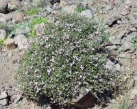 Thymus_vulgaris1