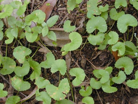 Starr_020803-0094_Centella_asiatica