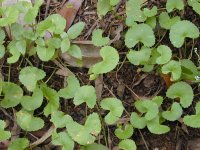Starr_020803-0094_Centella_asiatica
