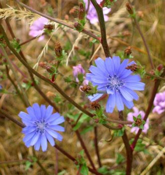 Cichorium intybus L