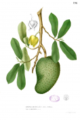 800px-Annona_muricata_Blanco1.196