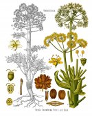 800px-Ferula_assa-foetida_-_Köhler–s_Medizinal-Pflanzen-061