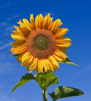 800px-Sunflower_sky_backdrop