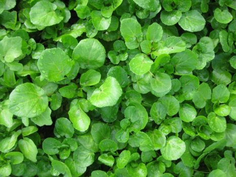Herb-Watercress-1024x768