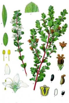 Agathosma_betulina_-_Köhler–s_Medizinal-Pflanzen-020