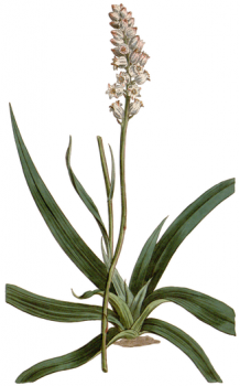 Aletris_farinosa_CBM-34