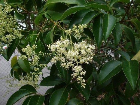 Ligustrum lucidum