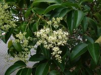 Ligustrum lucidum