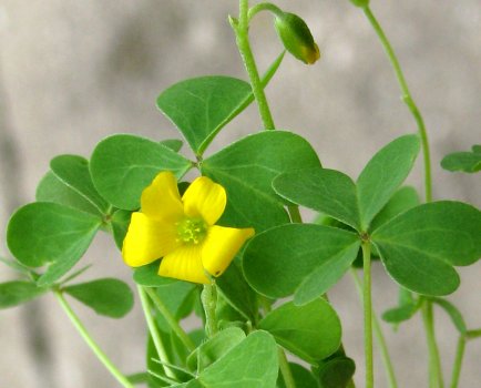 6h_common_yellow_oxalis