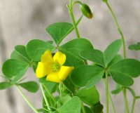 6h_common_yellow_oxalis
