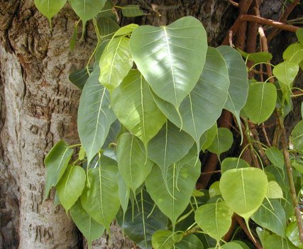 Ficus_religiosa_Bo