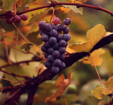 Edle_Weinrebe,_'Vitis_vinifera'_subsp._'vinifera