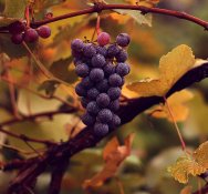 Edle_Weinrebe,_'Vitis_vinifera'_subsp._'vinifera