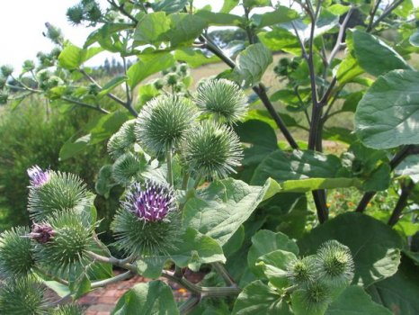 Arctium lappa