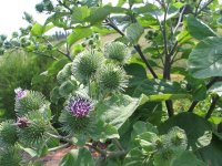 Arctium lappa