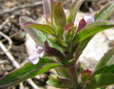 Dracocephalum thymiflorum