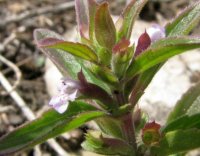 Dracocephalum thymiflorum