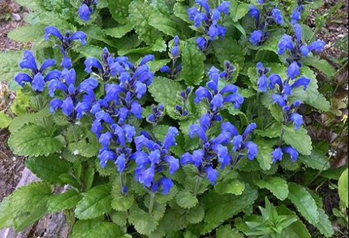 dracocephalum aucheri