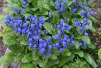 dracocephalum aucheri