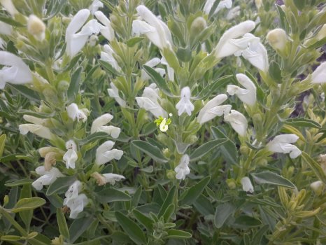 Dracocephalum kotschyi