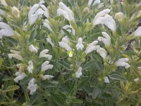 Dracocephalum kotschyi