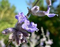 330px-Perovskia_atriplicifolia_3