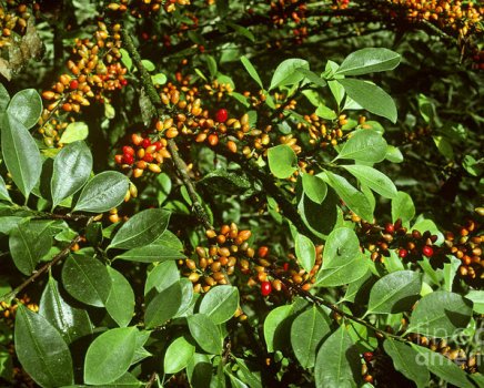 Erythroxylum coca