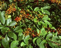 Erythroxylum coca
