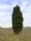 Juniperus_virginiana_near_Oxford,_Ohio