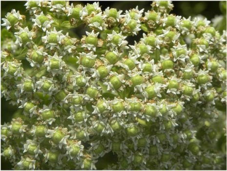 Oregano-Origanum-onites