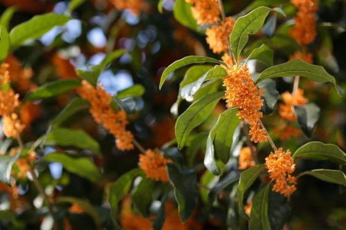 1280px-Osmanthus_fragrans_(orange_flowers)