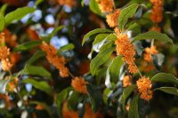 1280px-Osmanthus_fragrans_(orange_flowers)
