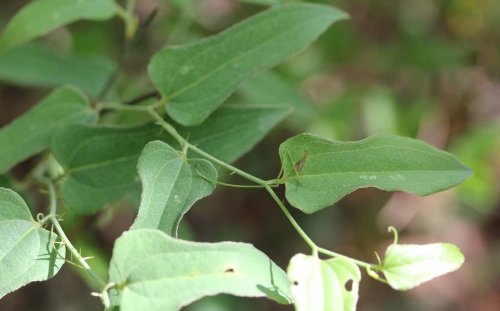 Smilax moranensis