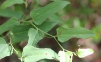 Smilax moranensis