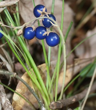 800px-Ophiopogon_japonicus_(fruits)