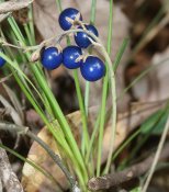 800px-Ophiopogon_japonicus_(fruits)