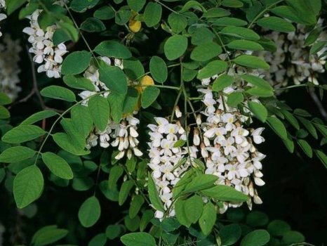 Robinia pseudoacacia