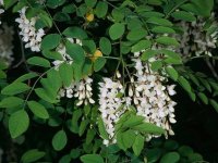 Robinia pseudoacacia