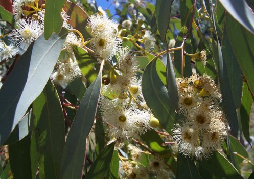 Eucalyptus_flowers2